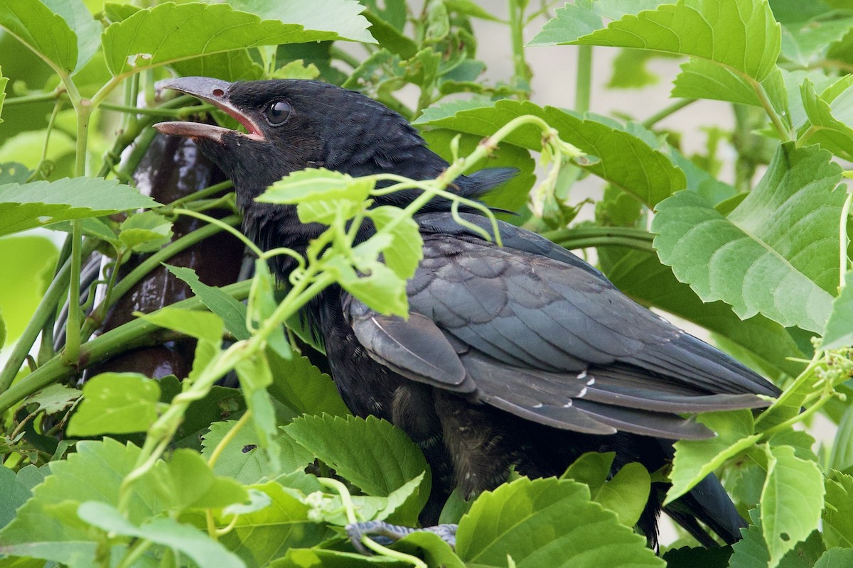 Asian Koel - Sourav Mandal