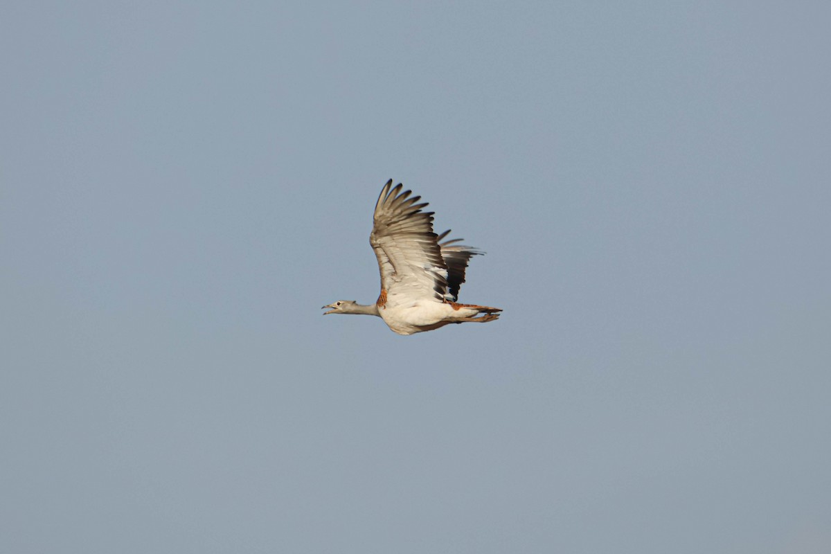 Great Bustard - Alejandro Sanz