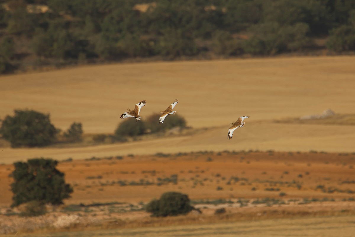 Little Bustard - ML608576824