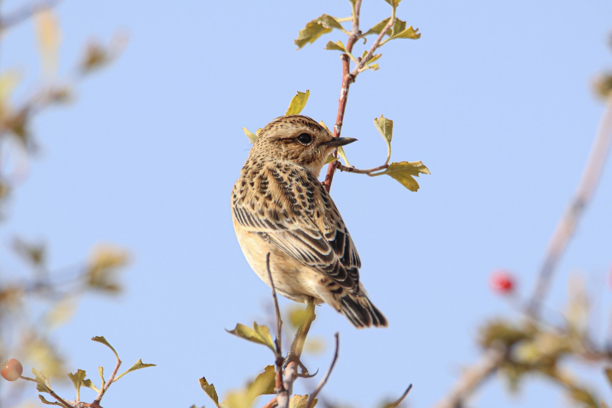 Whinchat - ML608576832