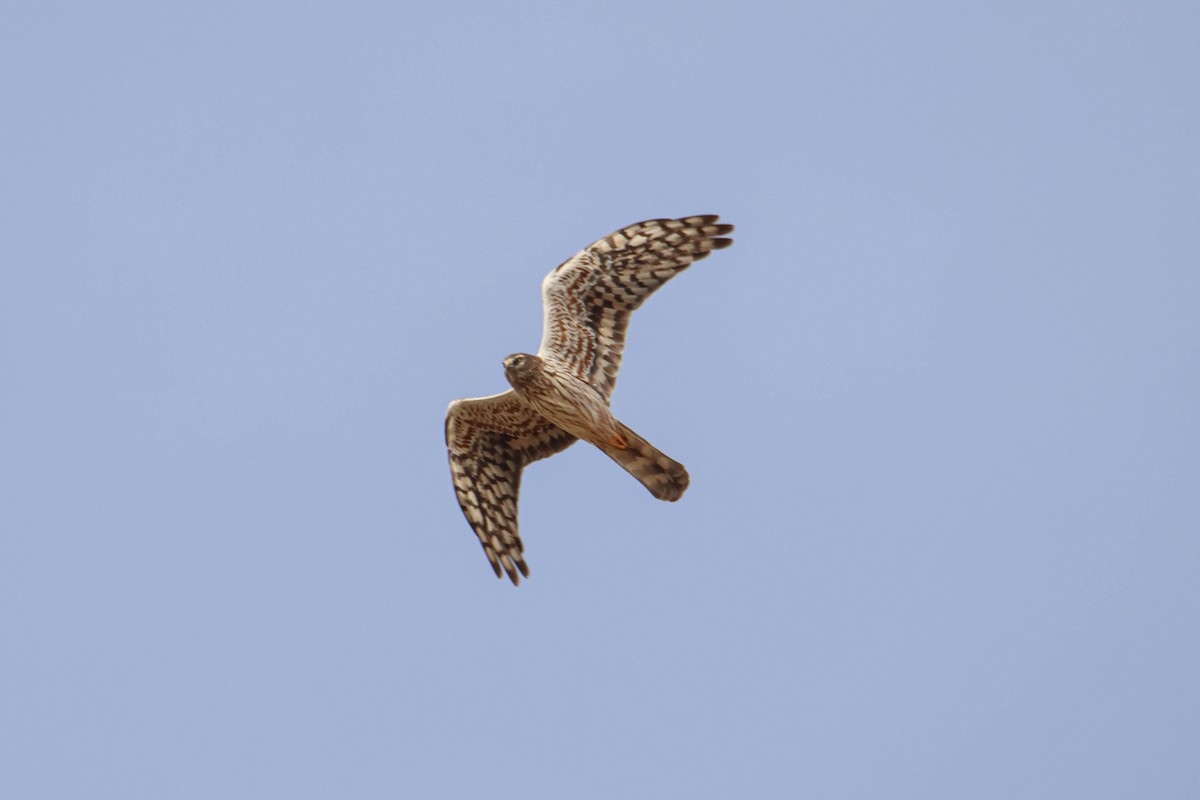 Montagu's Harrier - ML608576843