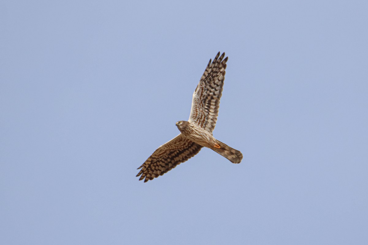 Montagu's Harrier - ML608576844