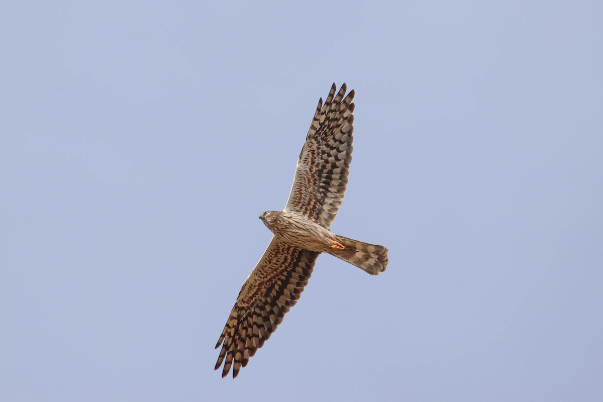 Montagu's Harrier - ML608576845