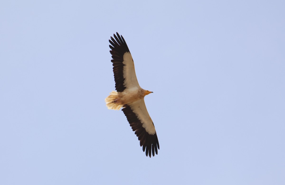 Egyptian Vulture - ML608576925