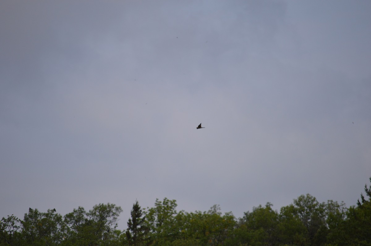 American Kestrel - Nancy Lance