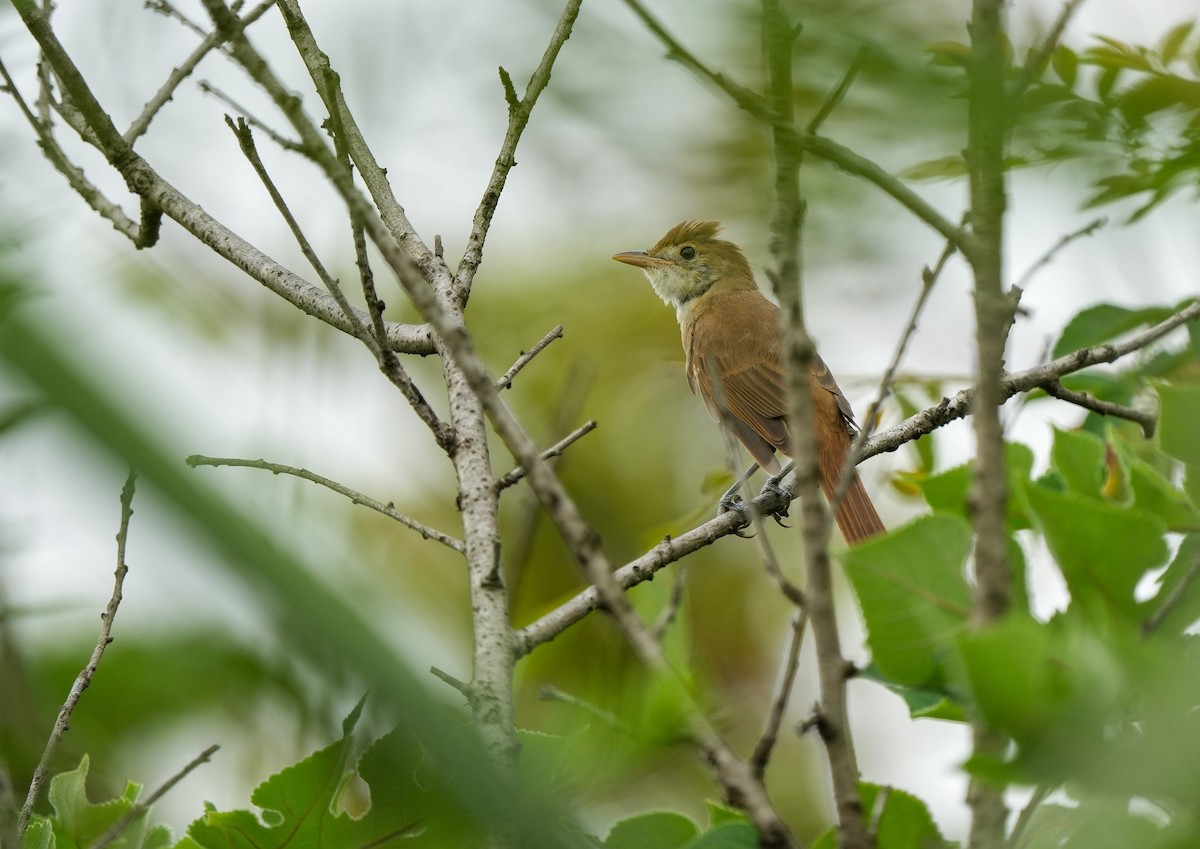 Thick-billed Warbler - 浙江 重要鸟讯汇整