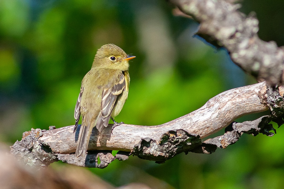 Yellow-bellied Flycatcher - ML608577035