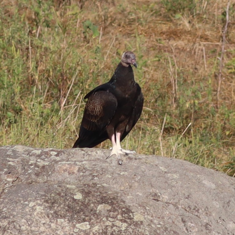Black Vulture - ML608577381
