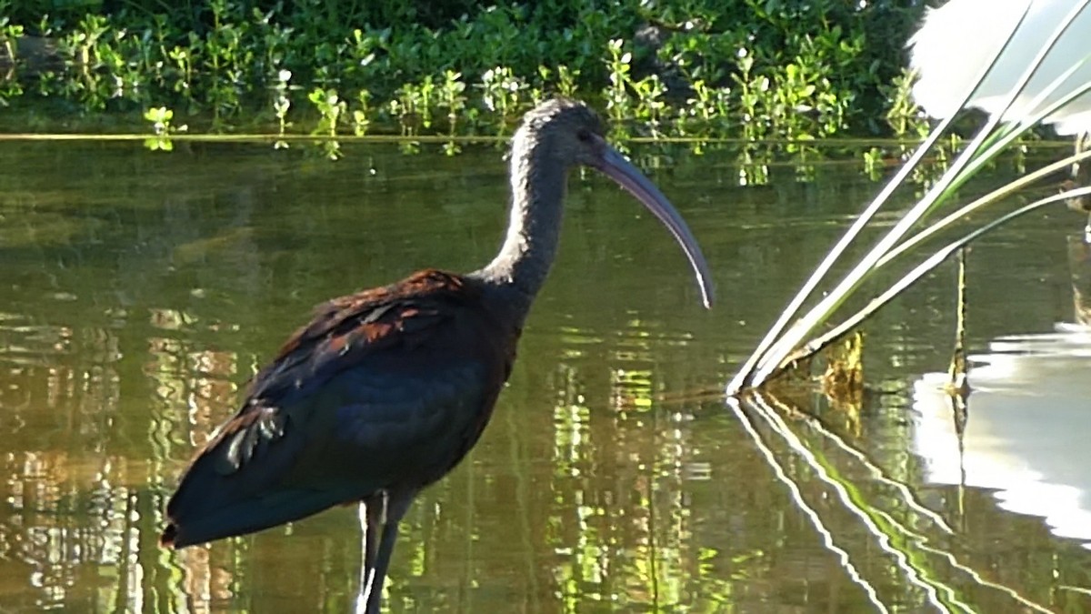 Ibis à face blanche - ML608577688