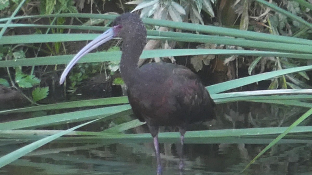ibis americký - ML608577701