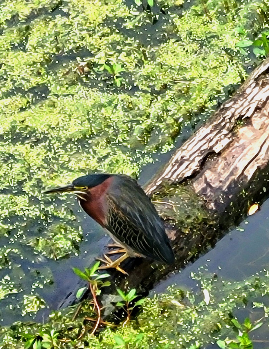 Green Heron - ML608577722