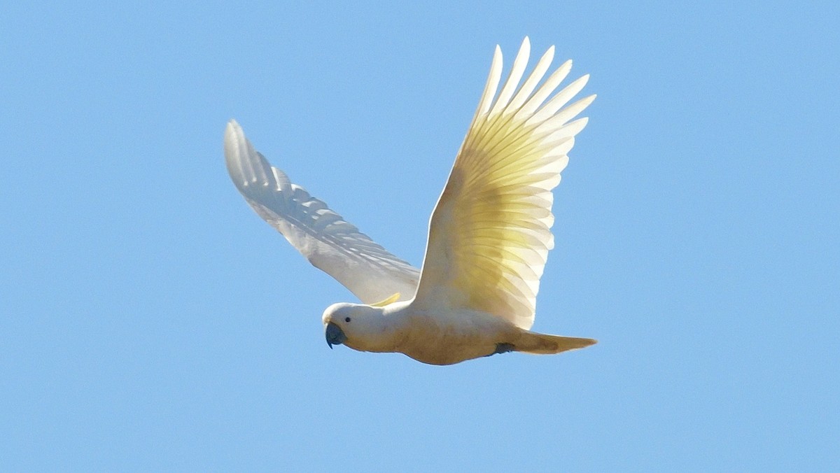 Sulphur-crested Cockatoo - ML608577923