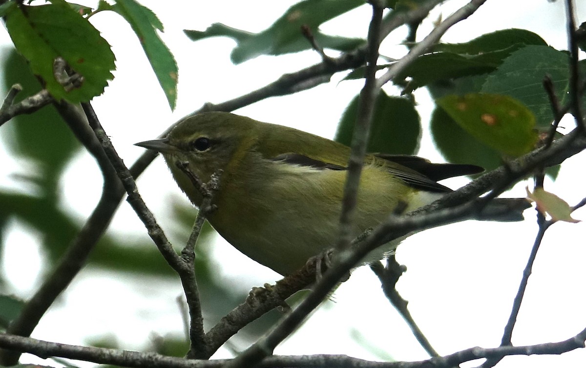 Tennessee Warbler - ML608577924