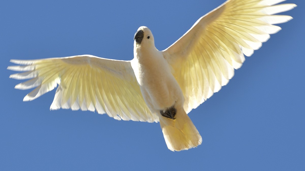 Sulphur-crested Cockatoo - ML608577929