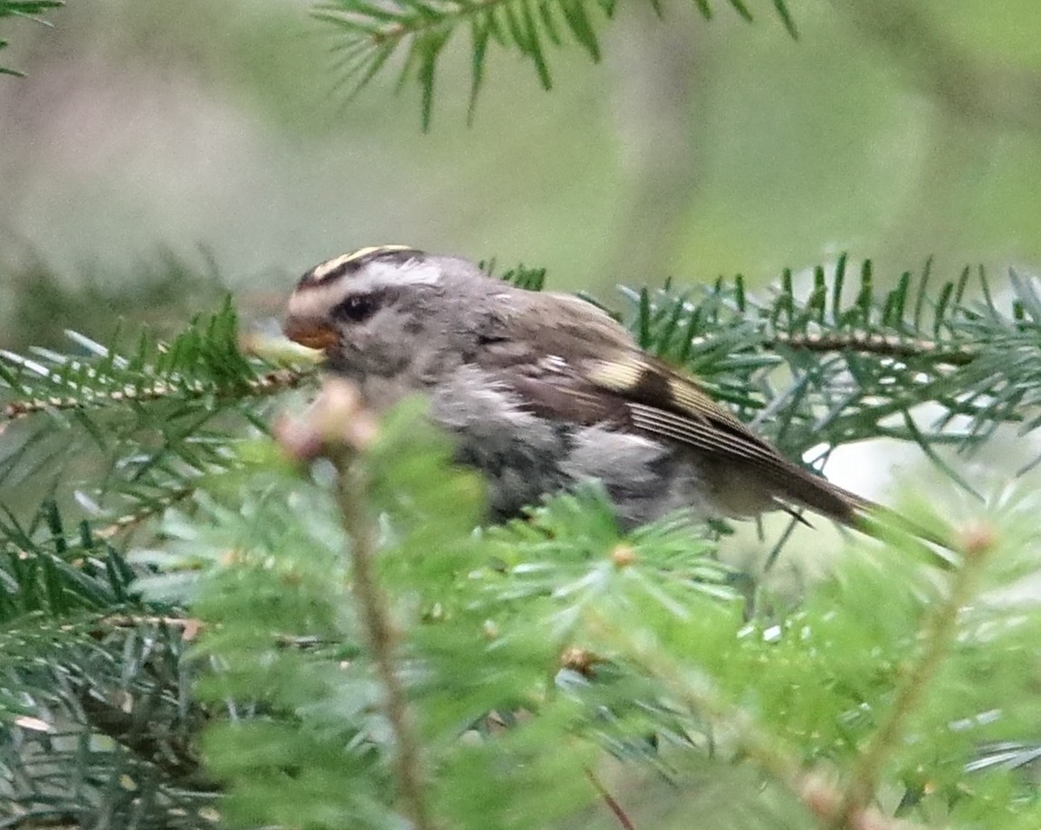 Roitelet à couronne dorée - ML608577936