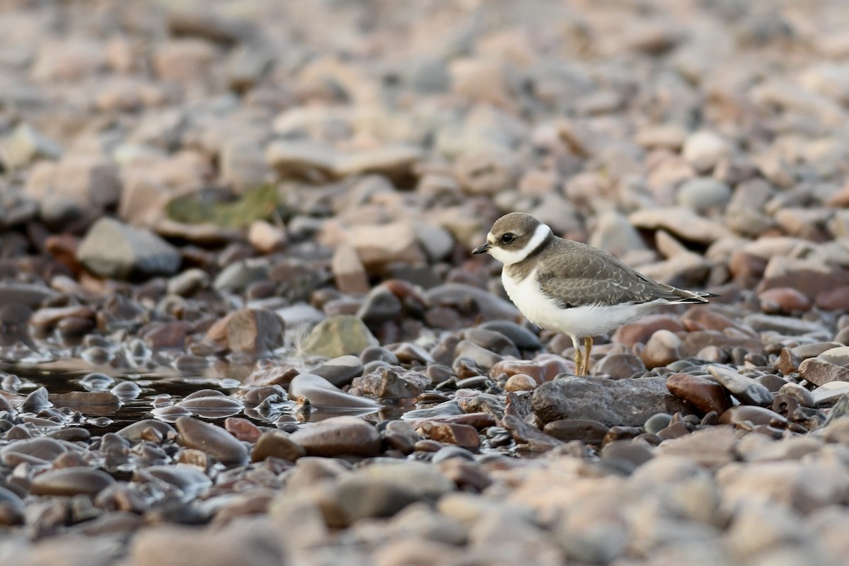 Semipalmated Plover - ML608578054