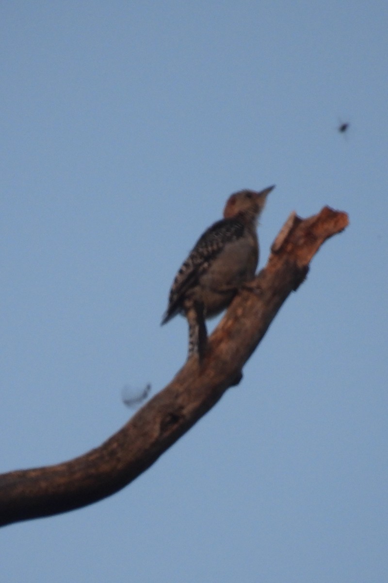 Red-bellied Woodpecker - ML608578074
