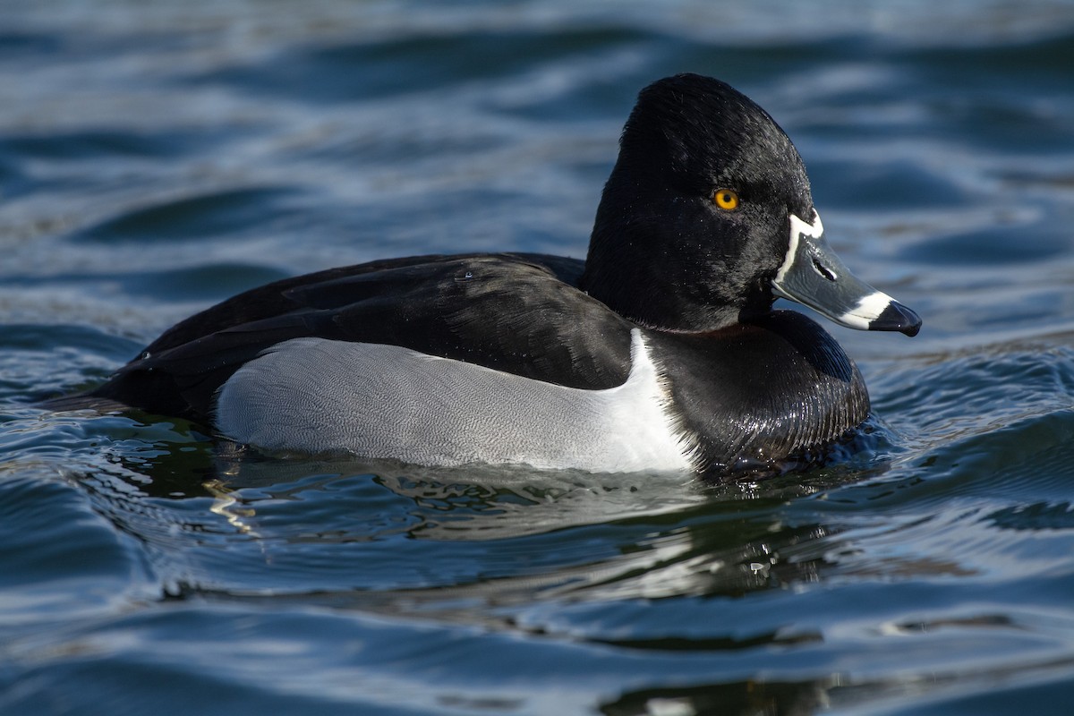 Ring-necked Duck - ML608578097