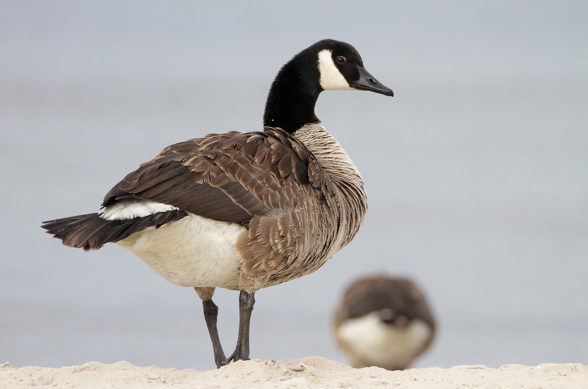 Canada Goose - Zbigniew Kajzer