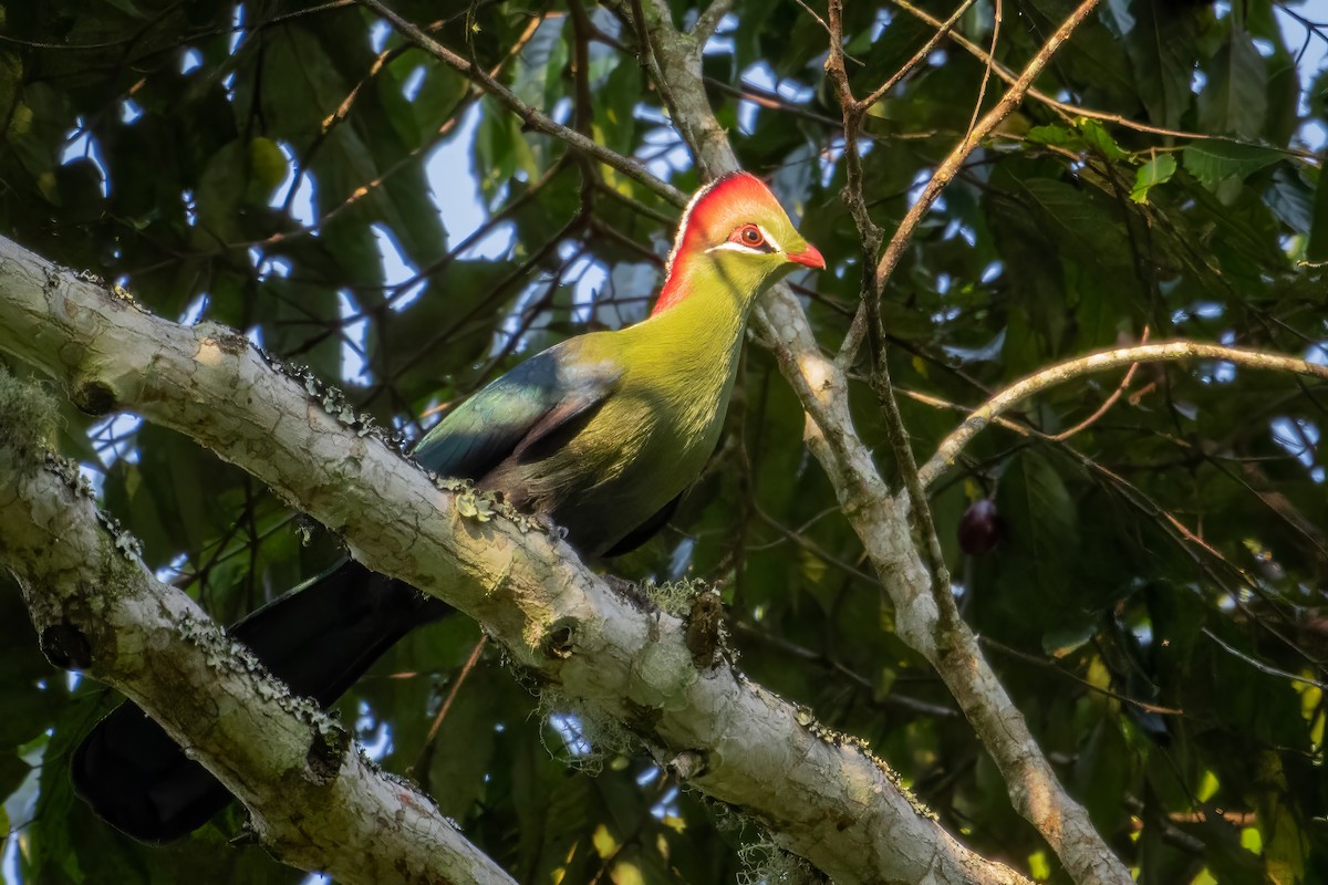 Fischer's Turaco - Alex and Julia 🦜