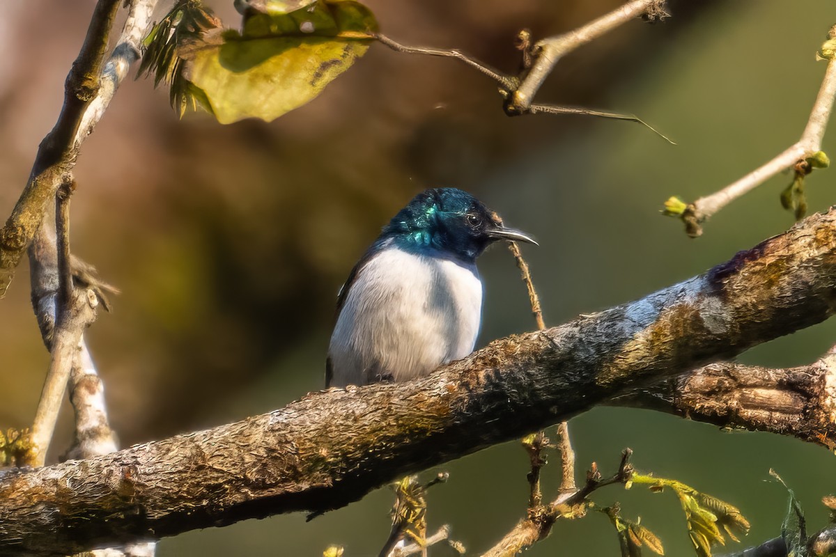 Amani Sunbird - Alex and Julia 🦜