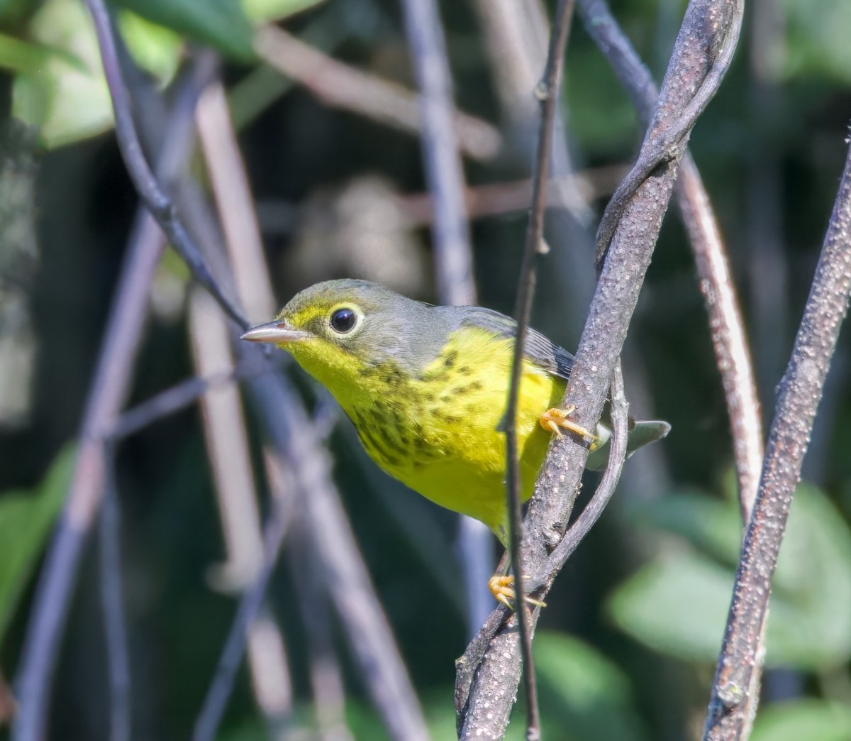 Canada Warbler - ML608578197