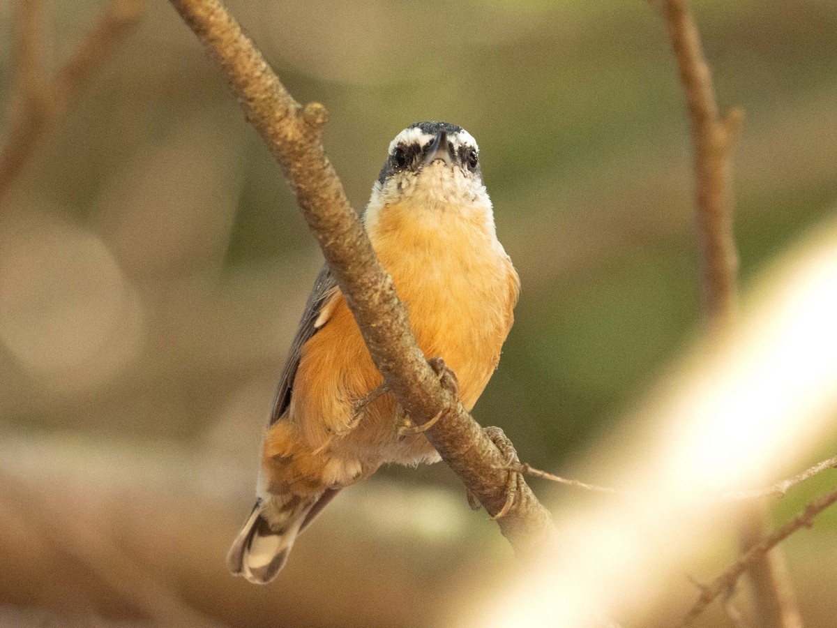 Red-breasted Nuthatch - ML608578278