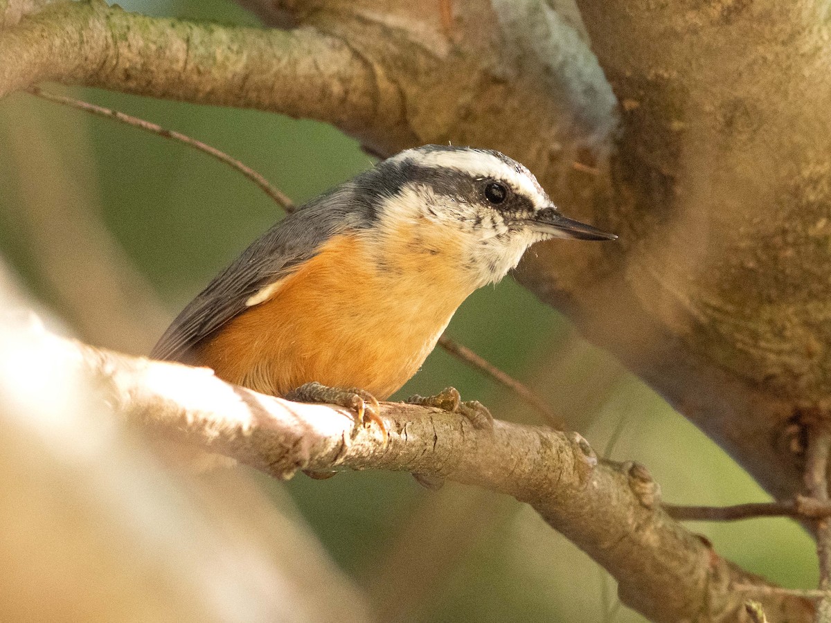 Red-breasted Nuthatch - ML608578279
