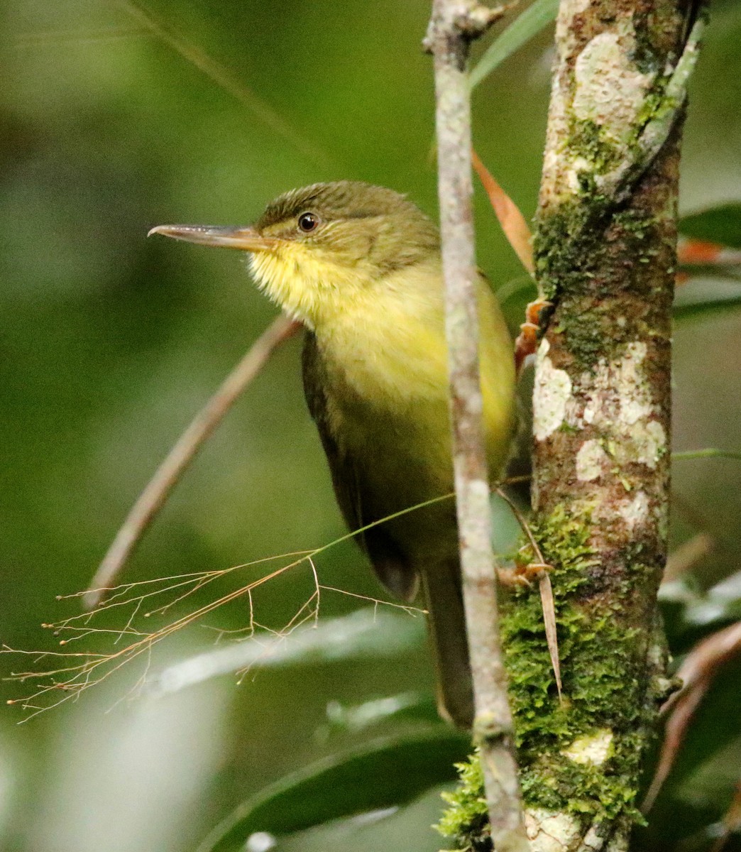 Long-billed Bernieria - ML608578322