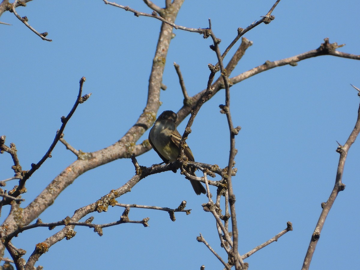 Least Flycatcher - ML608578379