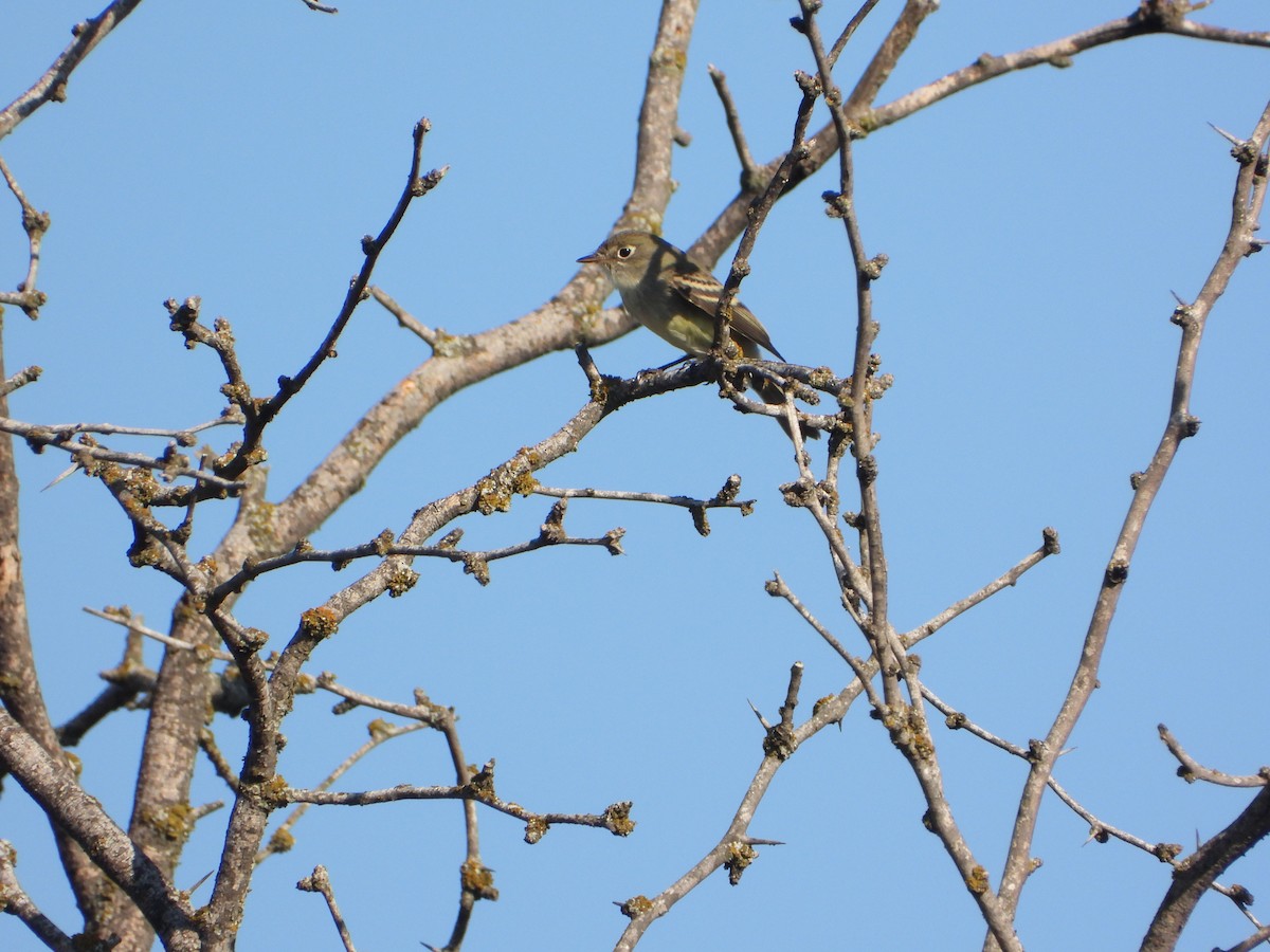 Least Flycatcher - ML608578384