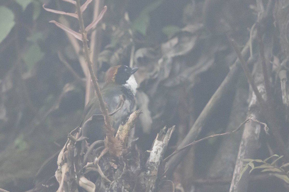 Chestnut-capped Brushfinch - ML608578519