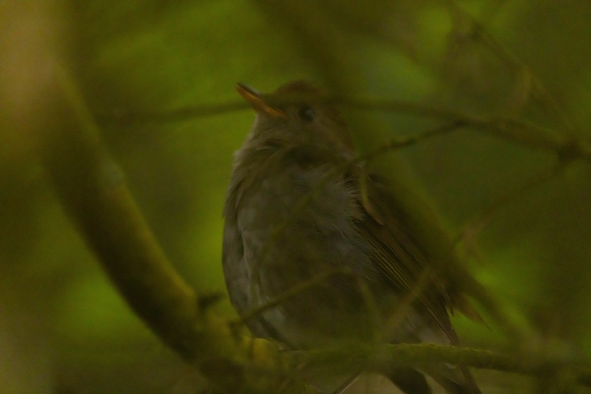 Ruddy-capped Nightingale-Thrush - ML608578582