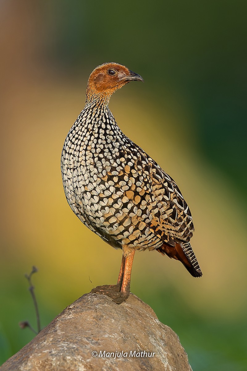 Painted Francolin - ML608578610