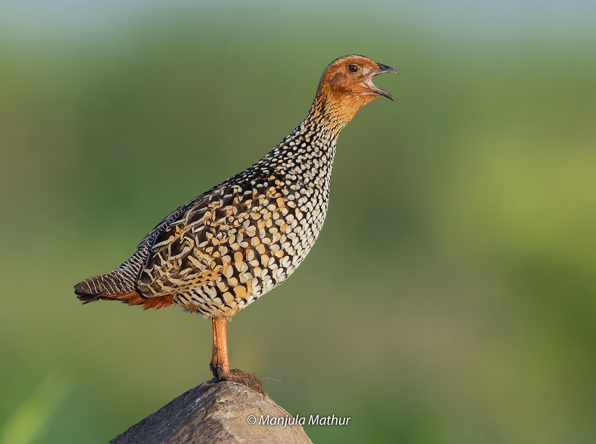 Painted Francolin - ML608578614