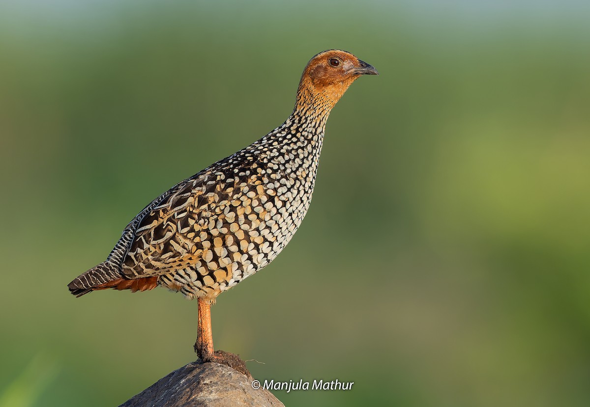 Painted Francolin - ML608578617