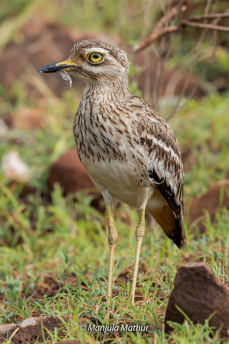 Indian Thick-knee - ML608578630