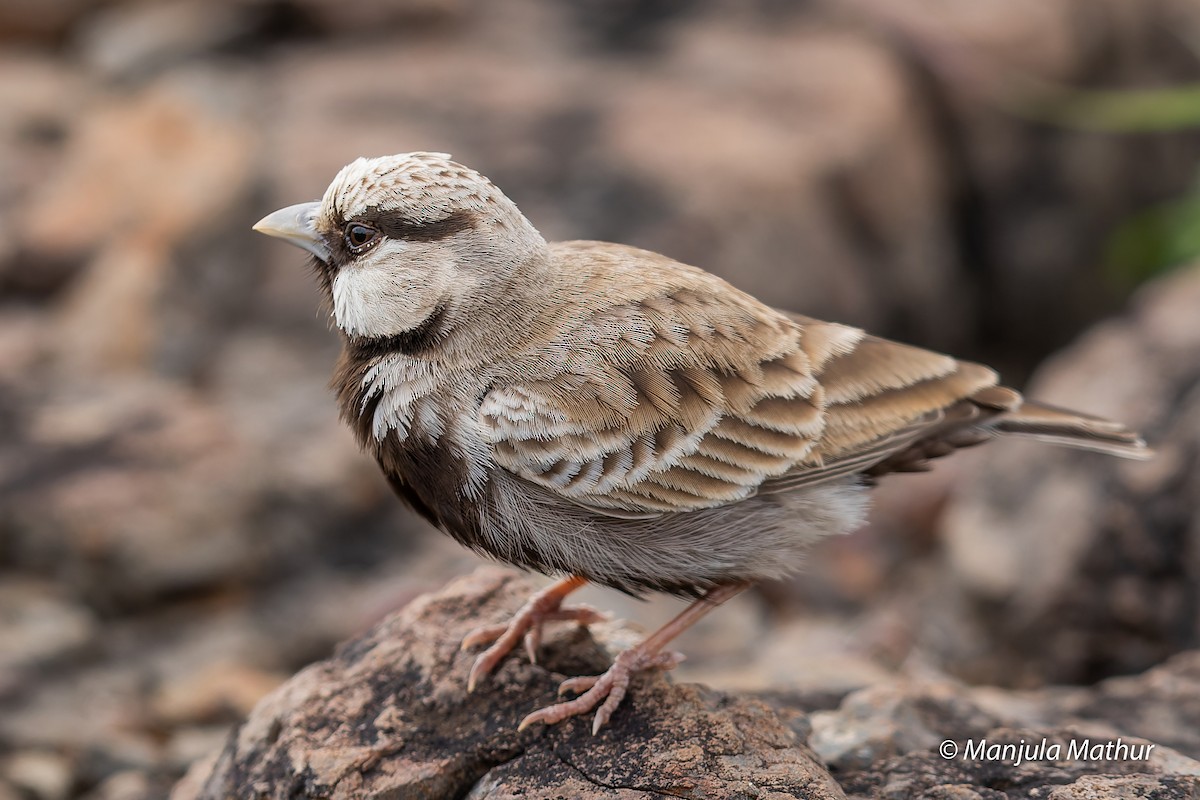 Ashy-crowned Sparrow-Lark - ML608578641