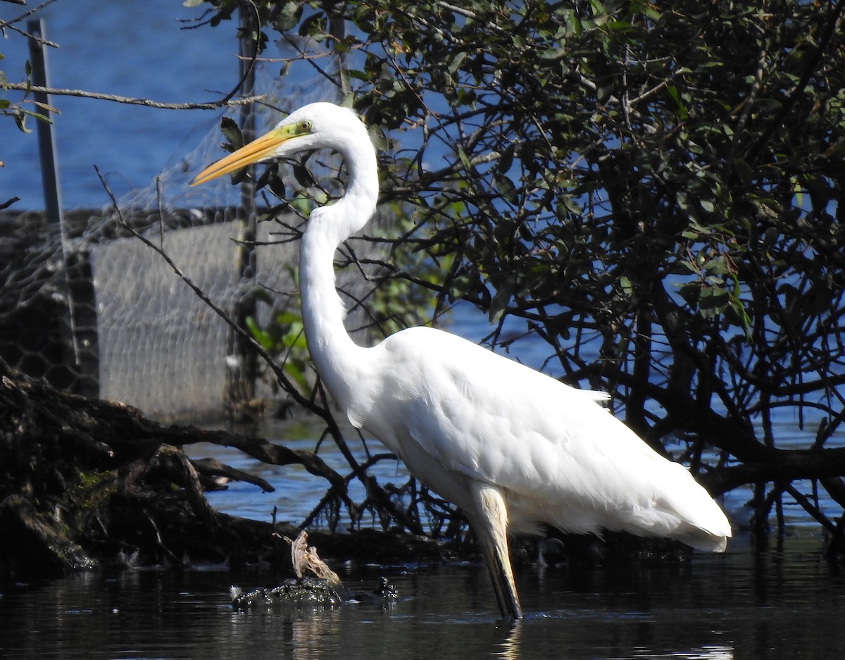 Great Egret - ML608578647