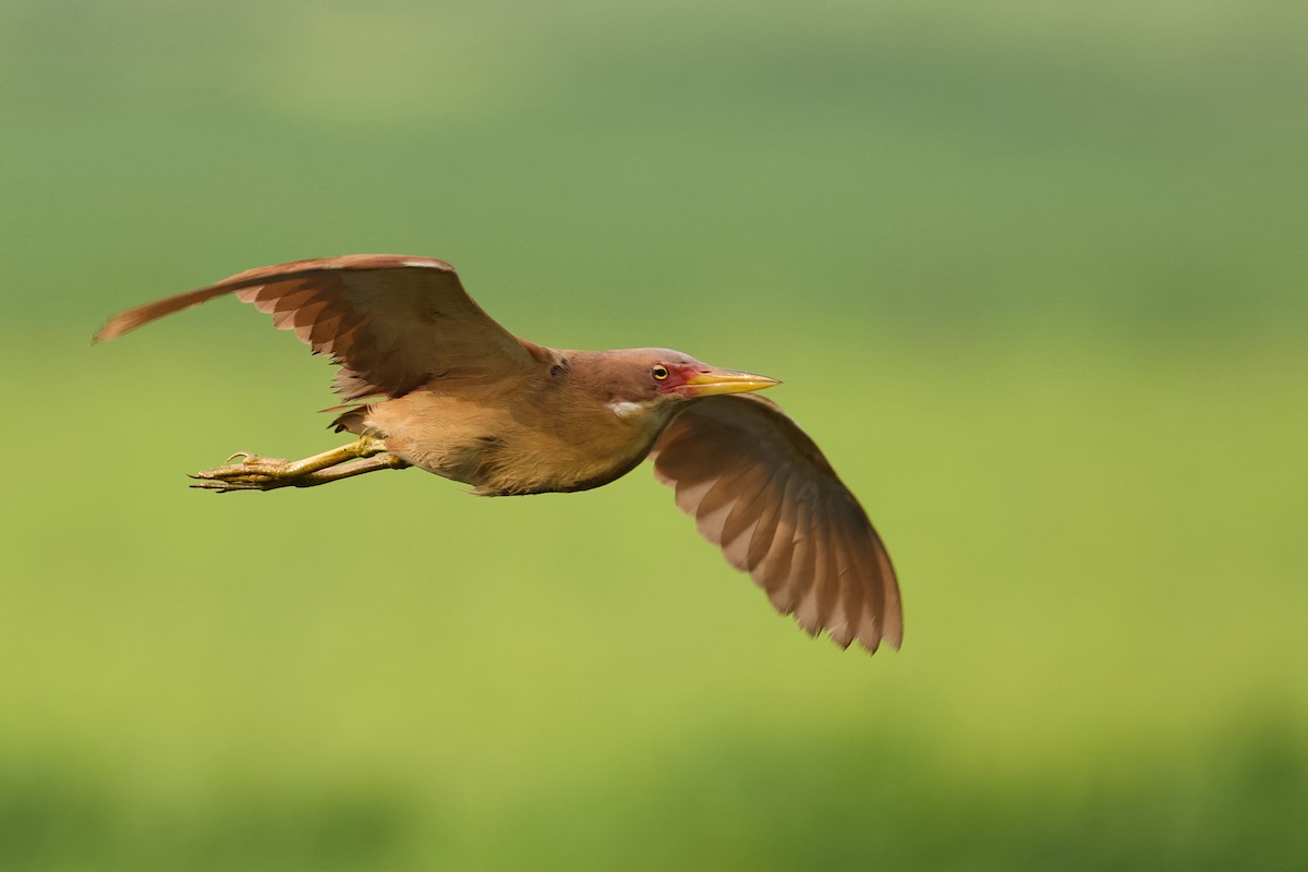 Cinnamon Bittern - Sourav Mandal 🪽
