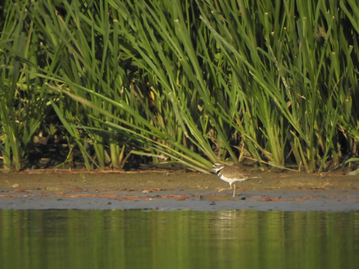 Killdeer - ML608578735