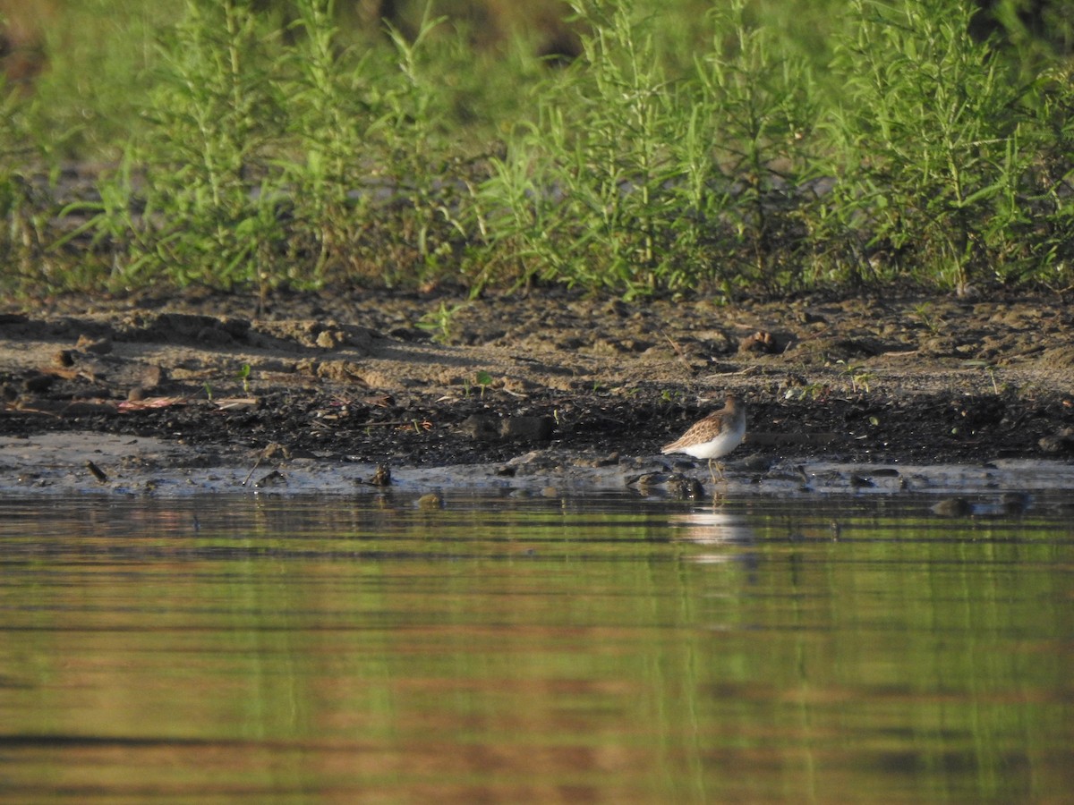 Least Sandpiper - Ben Holloway