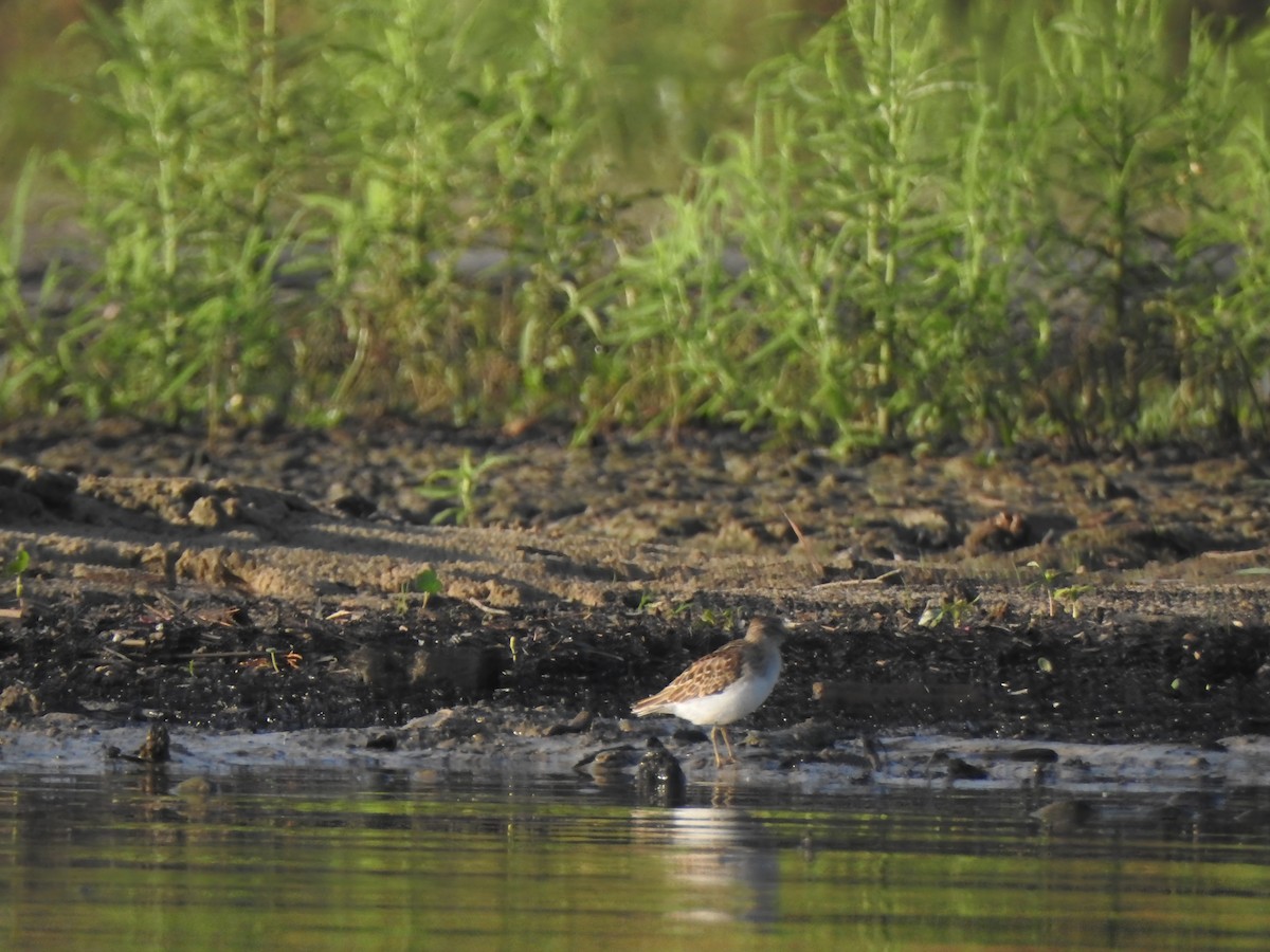 Least Sandpiper - ML608578738