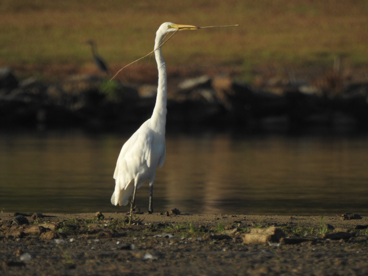 Great Egret - ML608578744