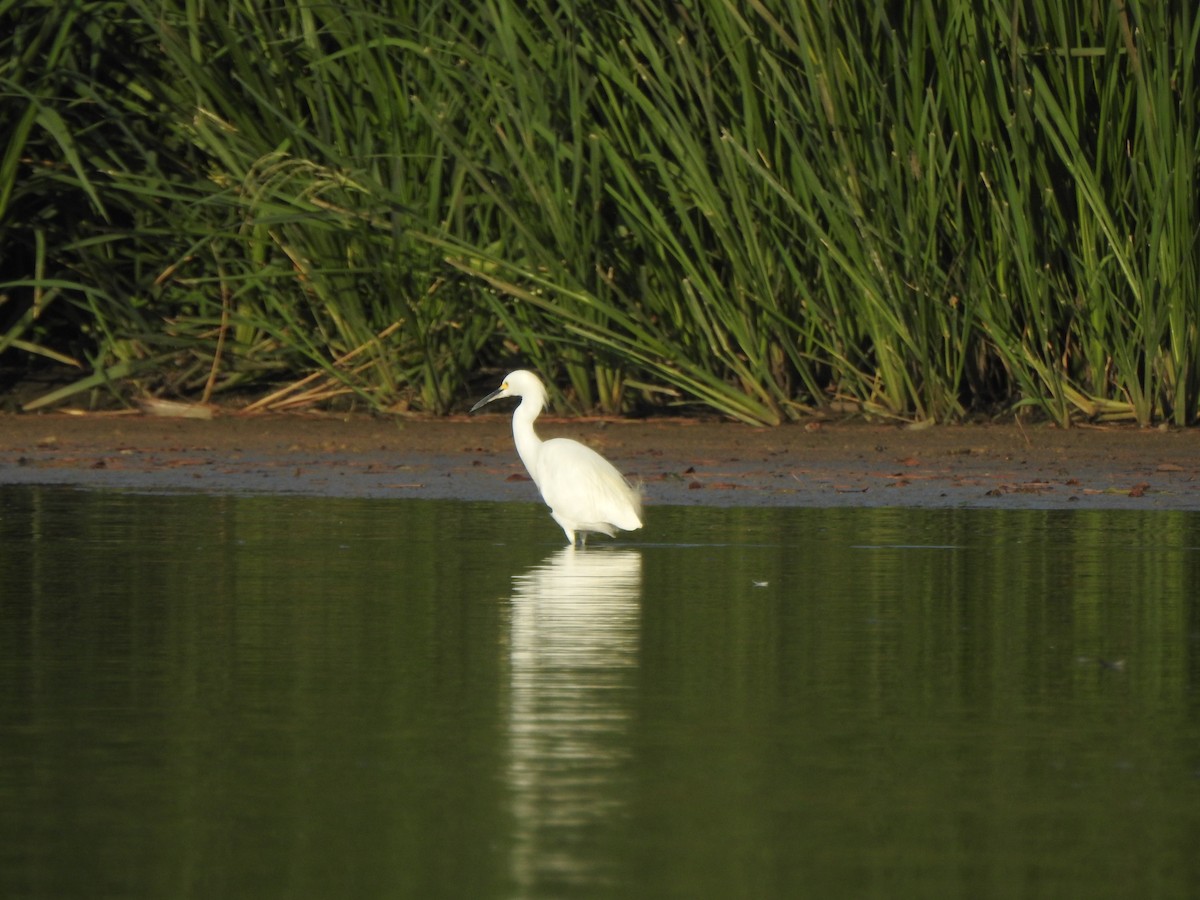 Snowy Egret - ML608578750