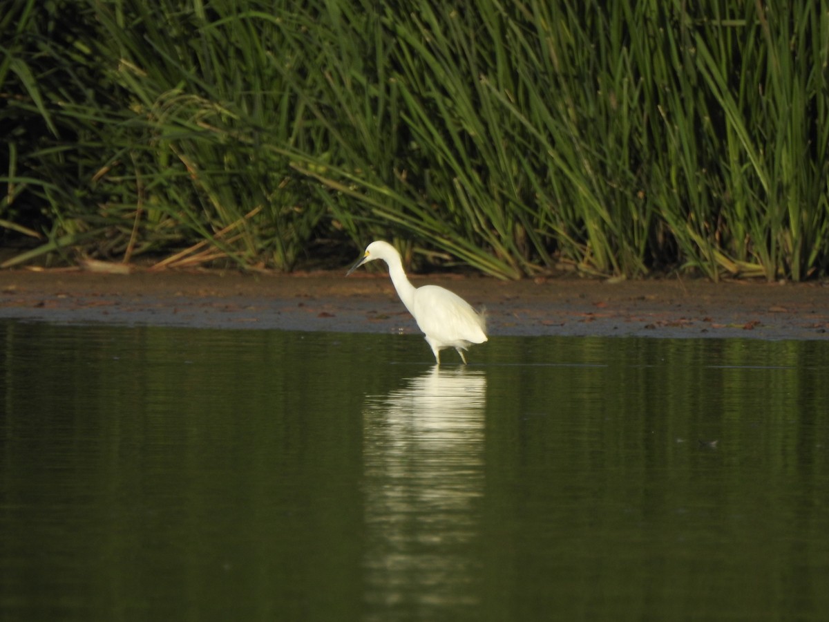 Snowy Egret - ML608578751