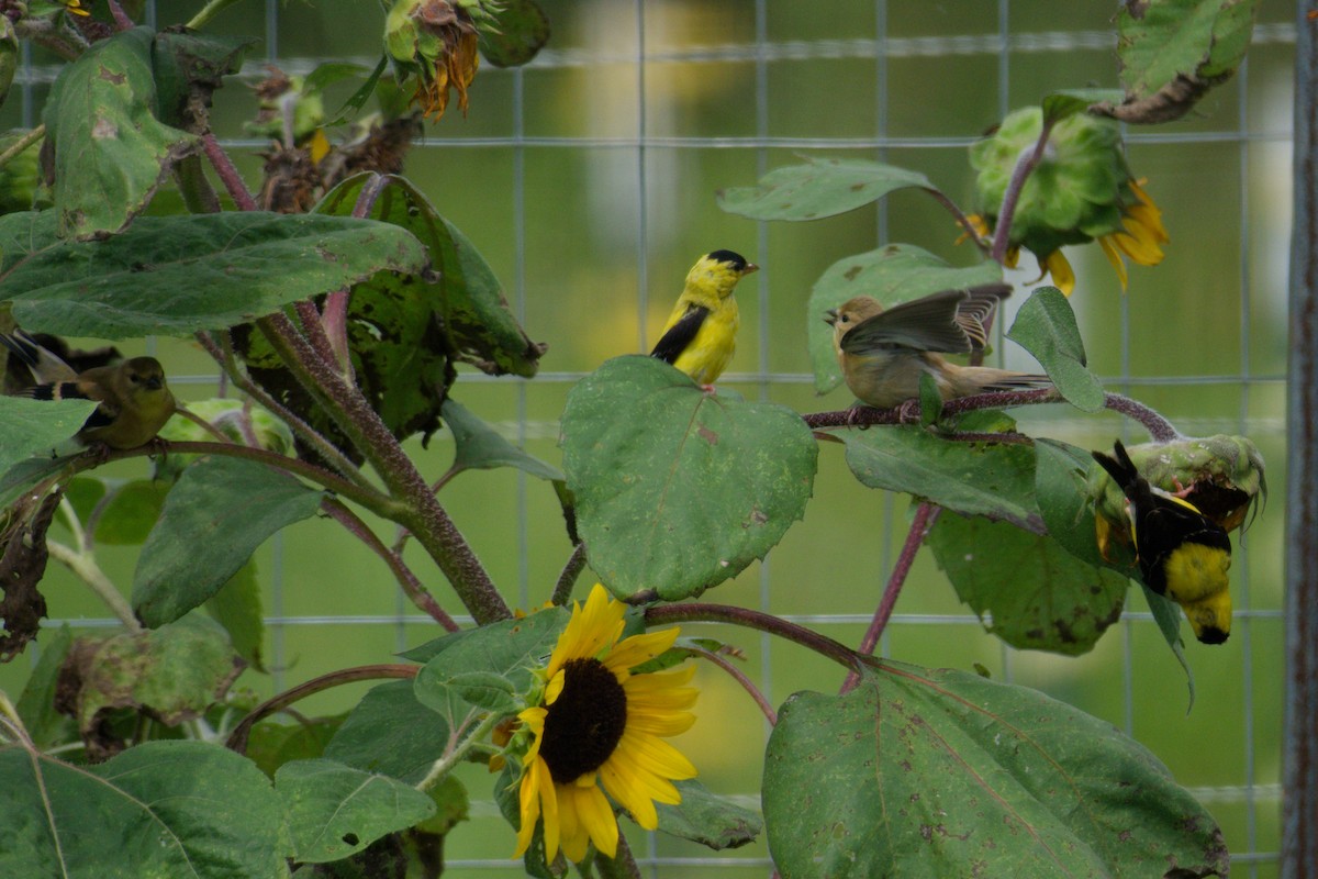 American Goldfinch - ML608578766