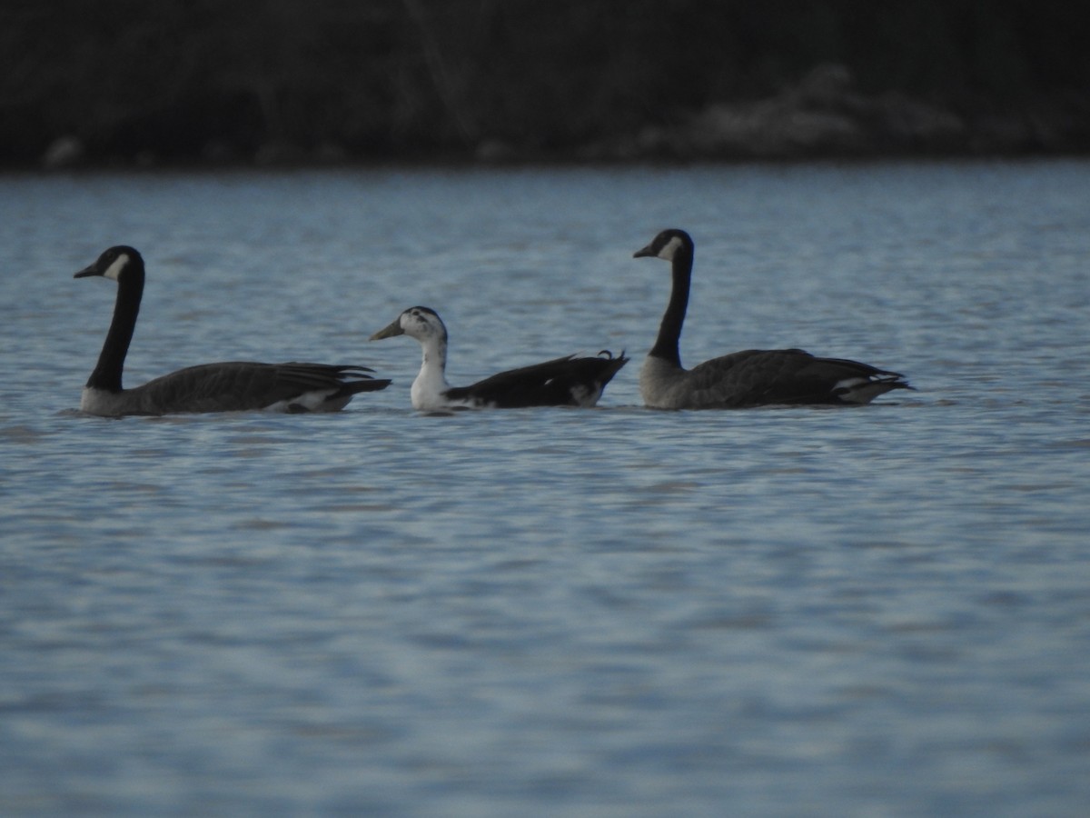 Muscovy Duck (Domestic type) - ML608578769