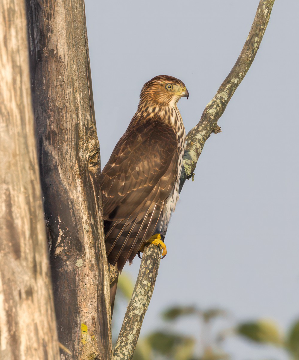 Cooper's Hawk - ML608578800