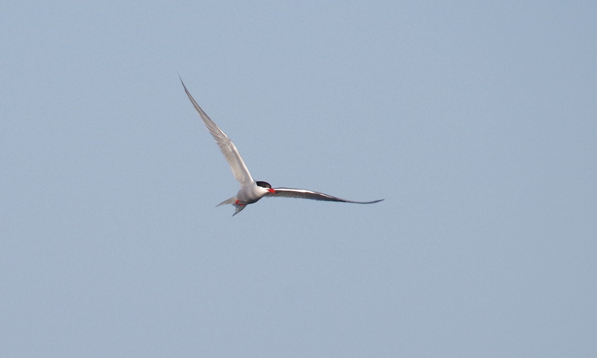 Common Tern - ML608578805